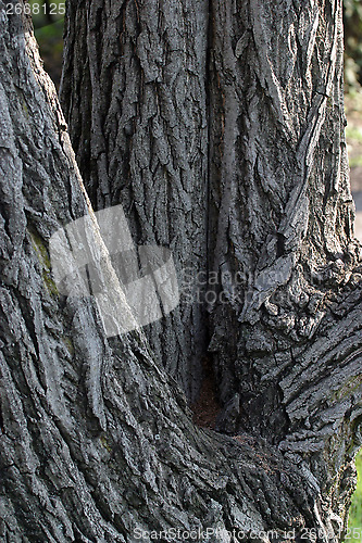 Image of Bark tree