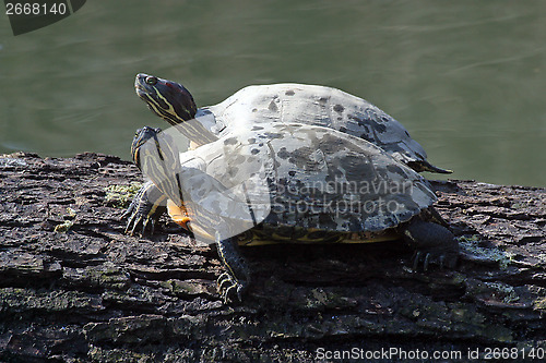 Image of A pair of turtles