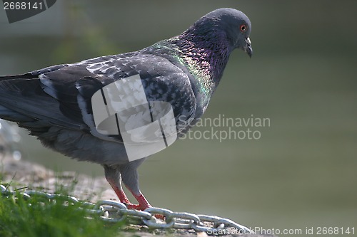 Image of Dove