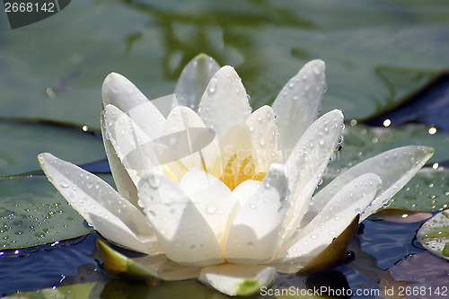 Image of Beautiful Waterlily on pound in park