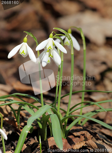 Image of Snowdrops