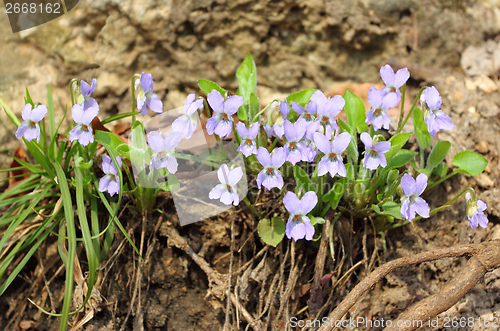 Image of Violets