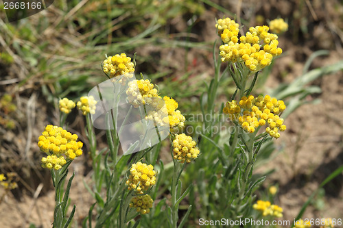 Image of Helichrysum arenarium