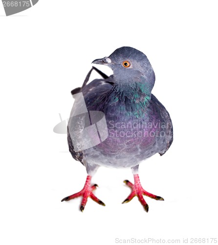 Image of pigeon on a white background