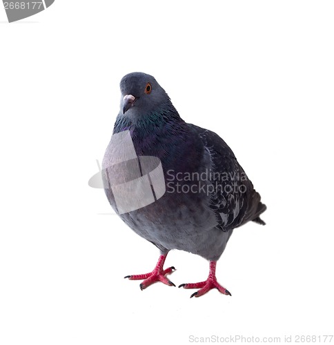 Image of pigeon on a white background