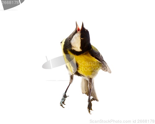 Image of titmouse bird isolated on white