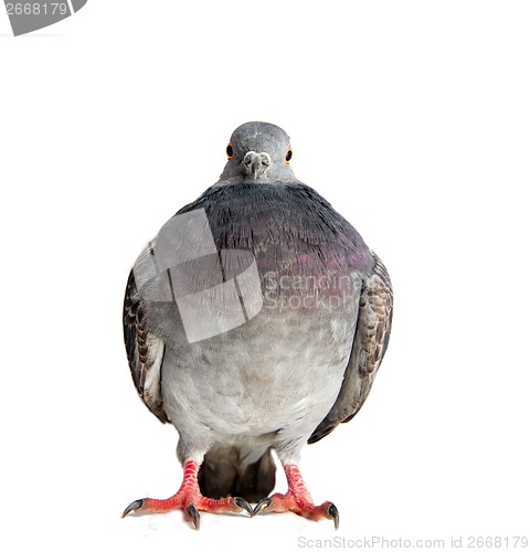 Image of dove on a white background