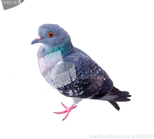 Image of pigeon on a white background
