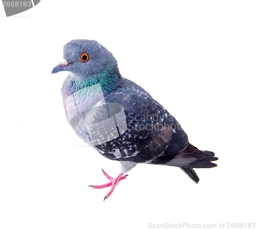 Image of pigeon on a white background