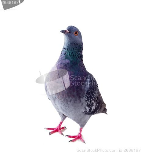 Image of pigeon on a white background