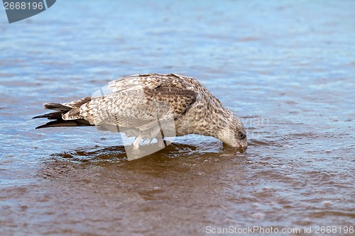 Image of sea seagull goes on waves