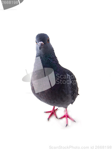 Image of pigeon on a white background