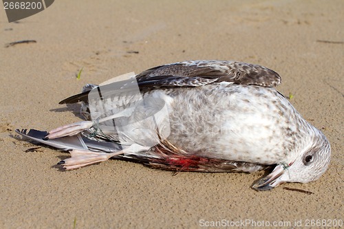 Image of seagull dies in a trap from the thrown line