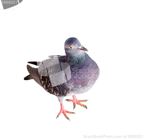 Image of pigeon on a white background