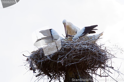 Image of White Stork on nest in spring