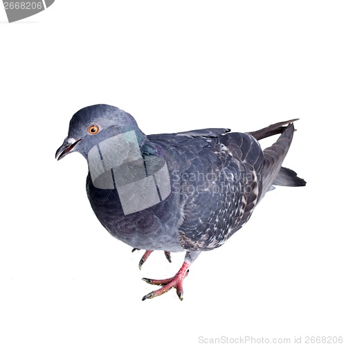 Image of pigeon on a white background