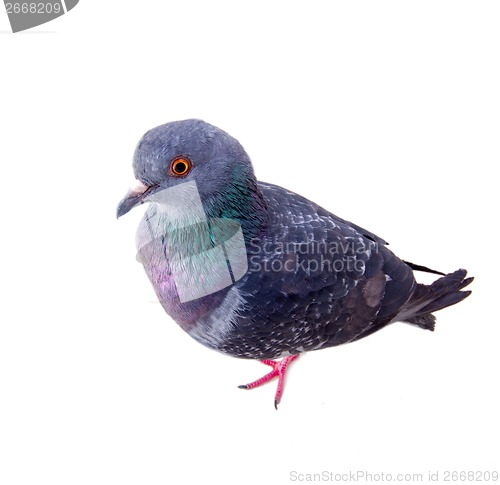 Image of pigeon on a white background