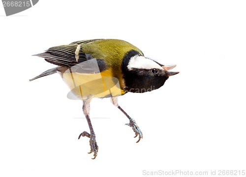 Image of titmouse bird isolated on white