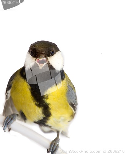 Image of titmouse bird isolated on white