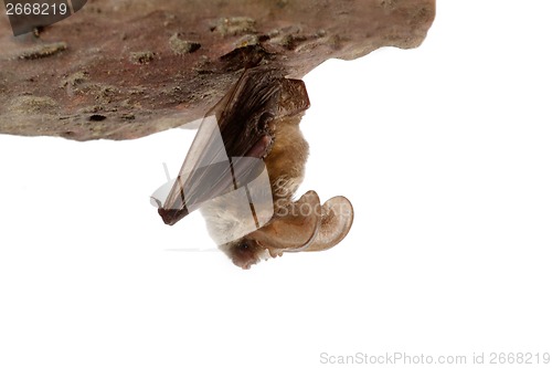 Image of long-eared bat  on stone