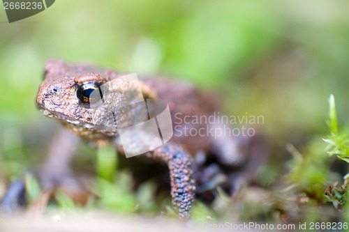 Image of toad macro