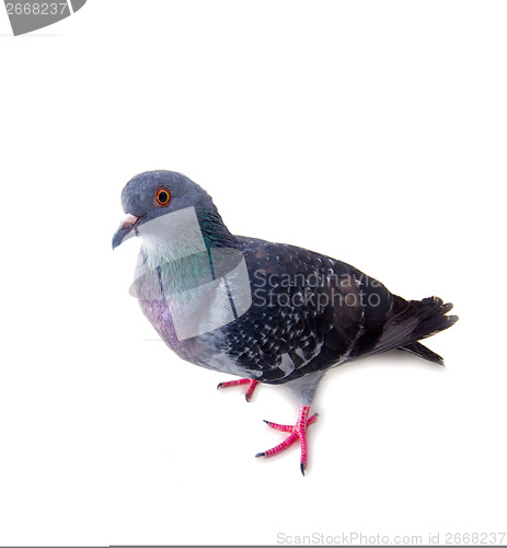 Image of pigeon on a white background