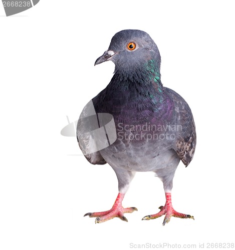 Image of pigeon on a white background