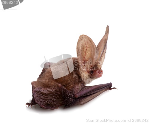 Image of long-eared bat isolated on white