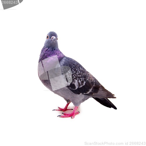 Image of pigeon on a white background
