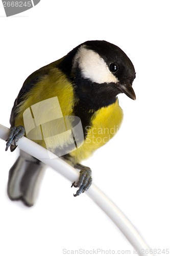 Image of titmouse bird isolated on white