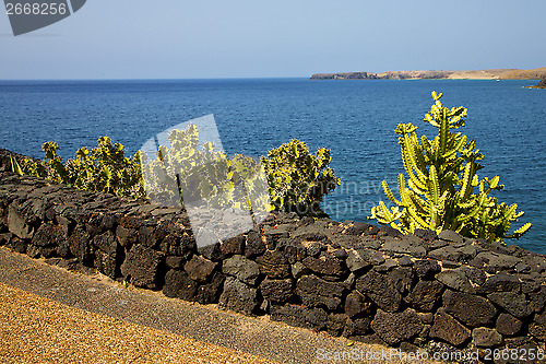 Image of cactus coastline  beach  water  boat    summer 