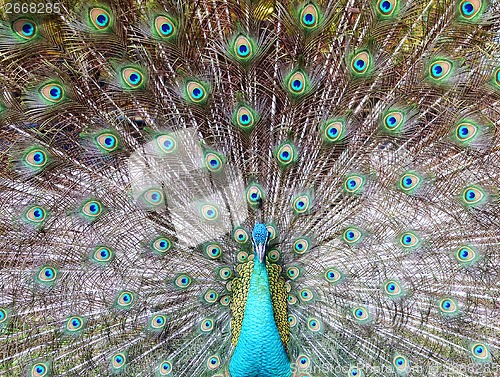 Image of peacock