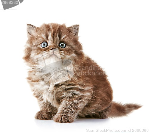 Image of British long hair kitten