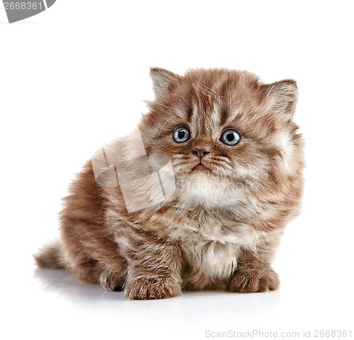 Image of British long hair kitten
