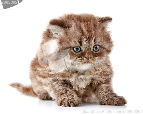 Image of British long hair kitten