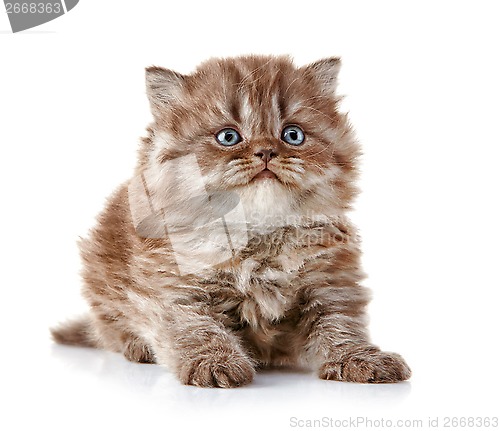 Image of British long hair kitten