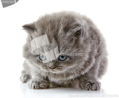 Image of British long hair kitten