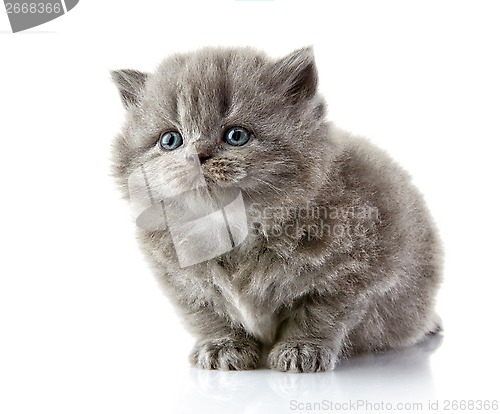 Image of British long hair kitten