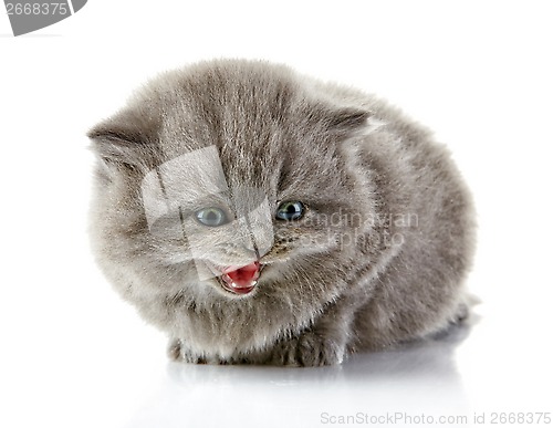 Image of British long hair kitten