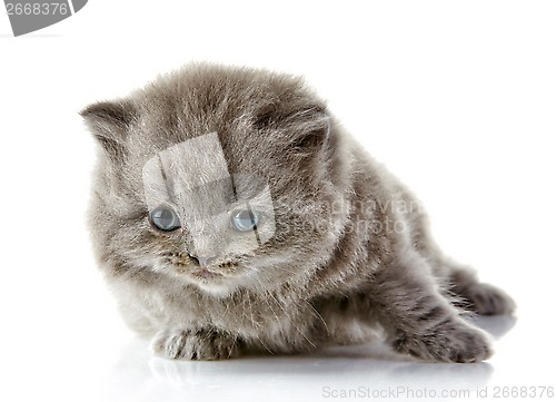 Image of British long hair kitten