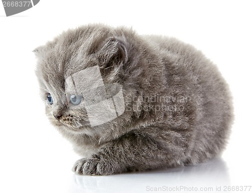Image of British long hair kitten