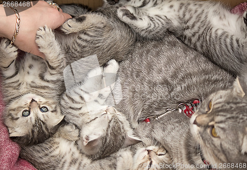 Image of Beautiful pedigreed cat and her kittens.