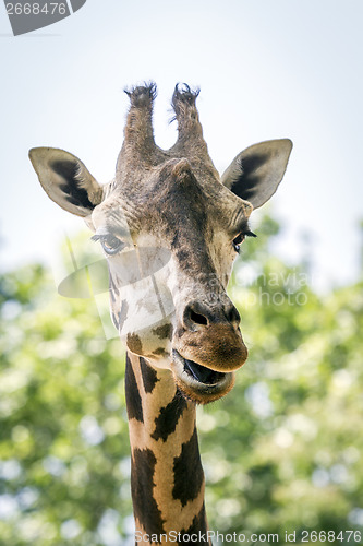 Image of Giraffe