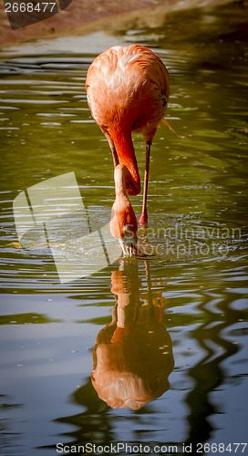 Image of flamingo drinking 