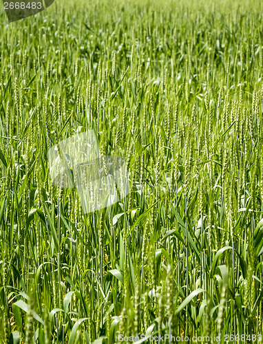 Image of green grass with dew