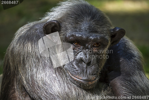 Image of Closeup of chimpanzee (Pan troglodytes) 