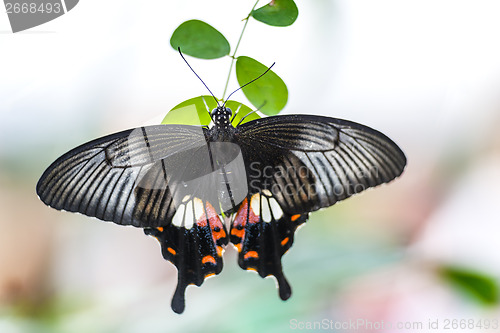 Image of Butterfly papilio bianor