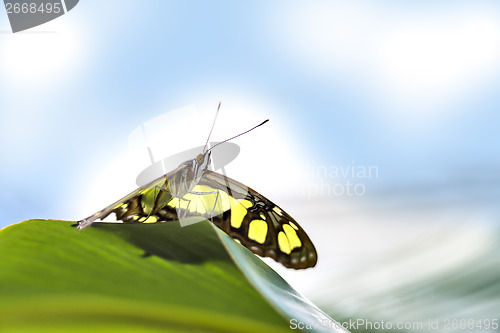Image of butterfly papilio