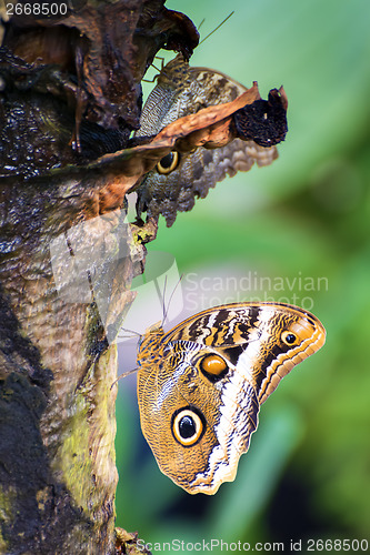 Image of butterfly caligo eurilochus