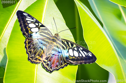 Image of Butterfly Morpho Richardius